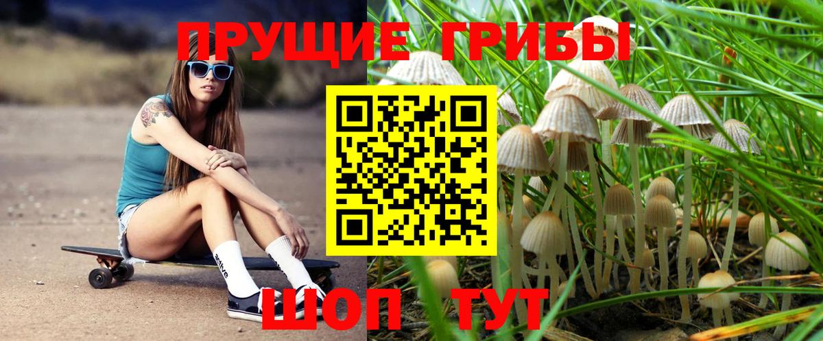 Галлюциногенные грибы GOLDEN TEACHER  Вход с VPN  Ногинск  Псилоцибиновые грибы Psilocybe 